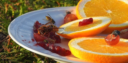 Comment se débarrasser des guêpes